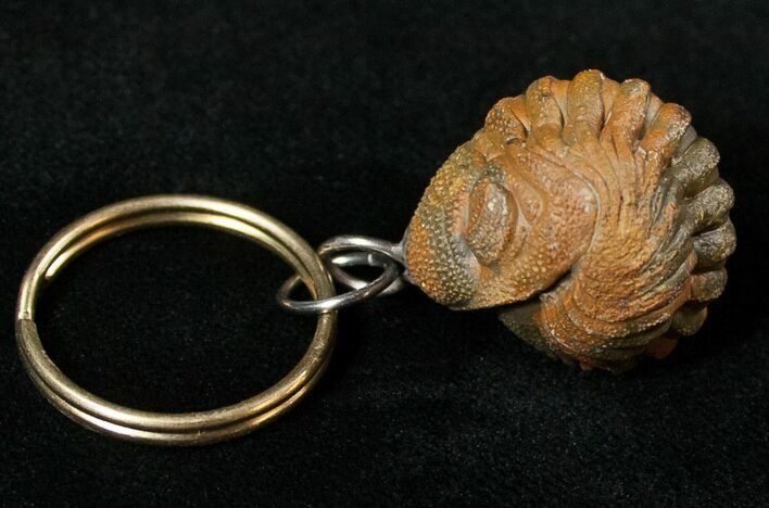 Real Phacops Trilobite Keychain #17399